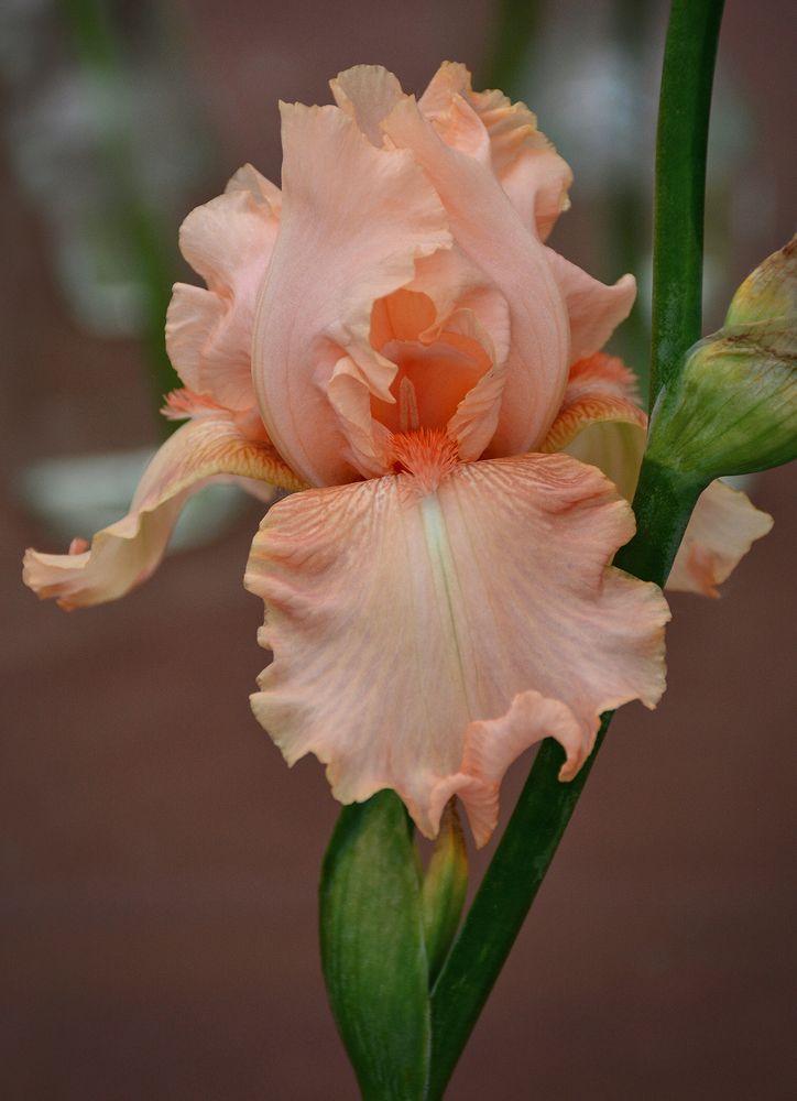 Photograph by Inna Ivanova