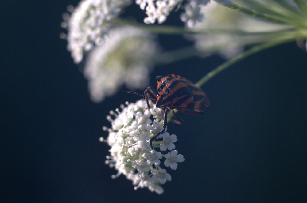 Photograph by Алексей