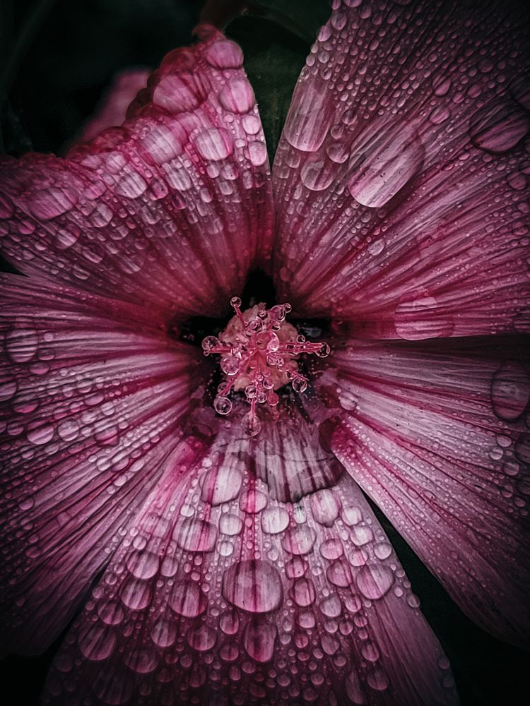 Photograph by Angelina Bukina