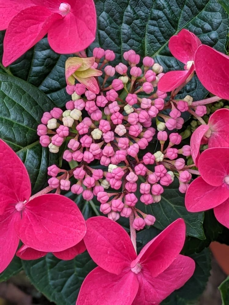 Hydrangea Detail
