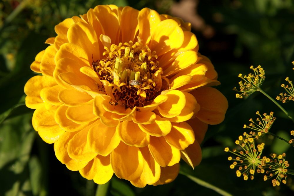 Фотография автора Nelya  Lysenko