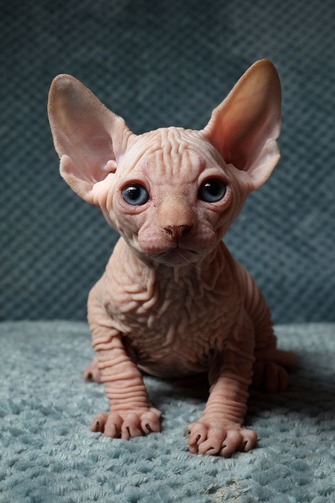 Photograph by Vladimir Grigorjev