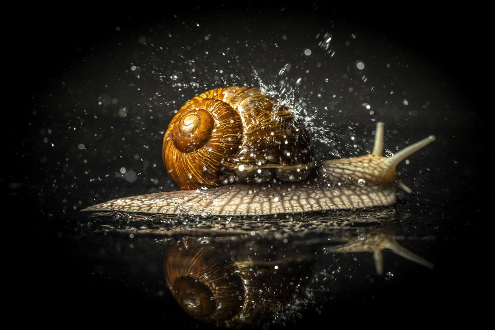 Photograph by Nikolay Nikolaev