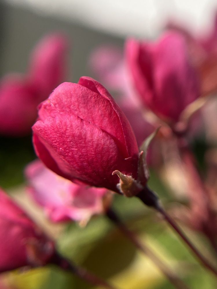 Photograph by Ekaterina