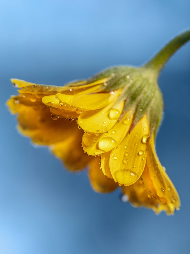 Фотография автора Ольга Яр