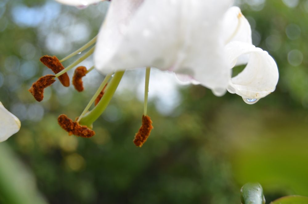 Фотография автора Антонина Клементьева