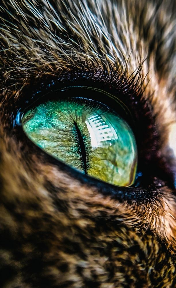 Фотография автора Юлия Якубова