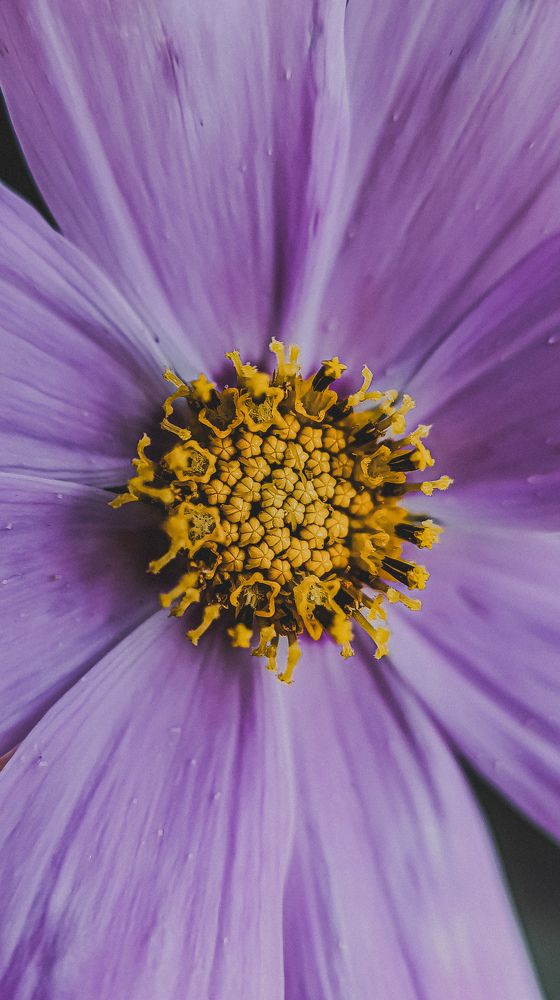 Фотография автора Юлия Якубова