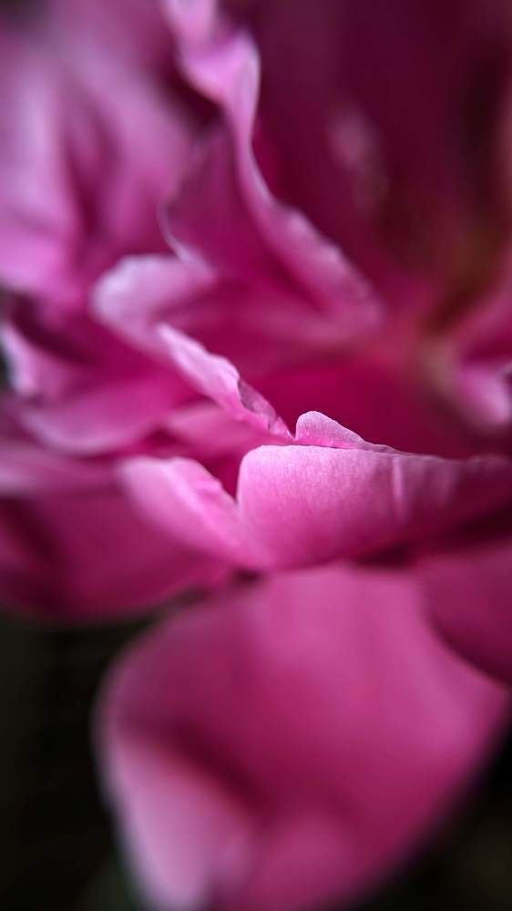 Photograph by Anastasiia