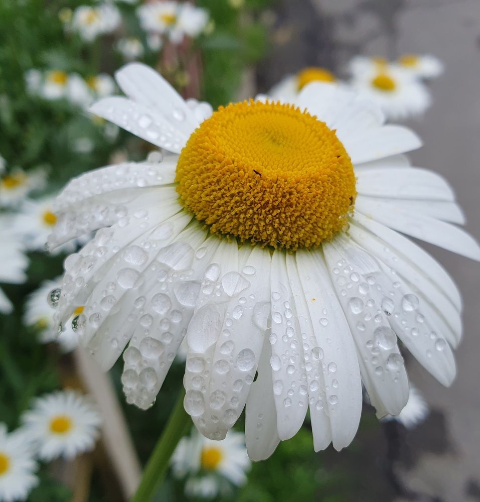 Photograph by Жанна Регор