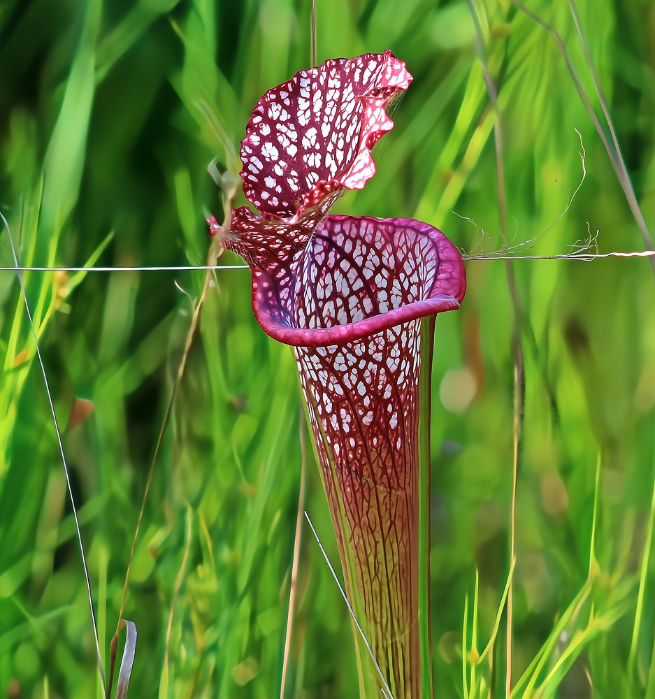 Pitcher Plant