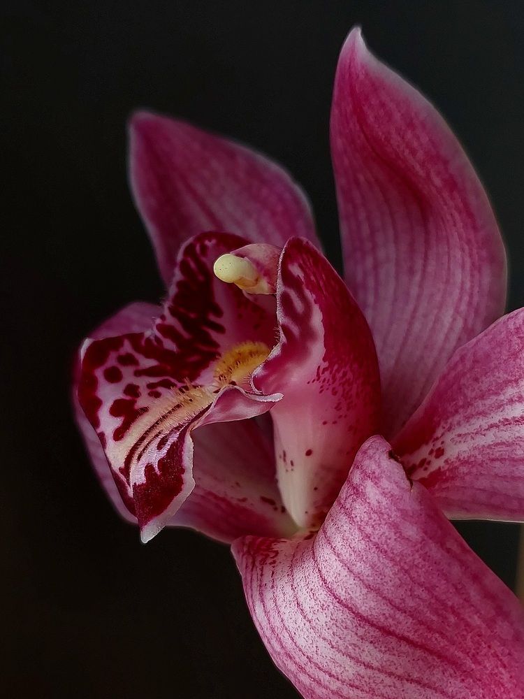 Photograph by Ольга Кирьянова