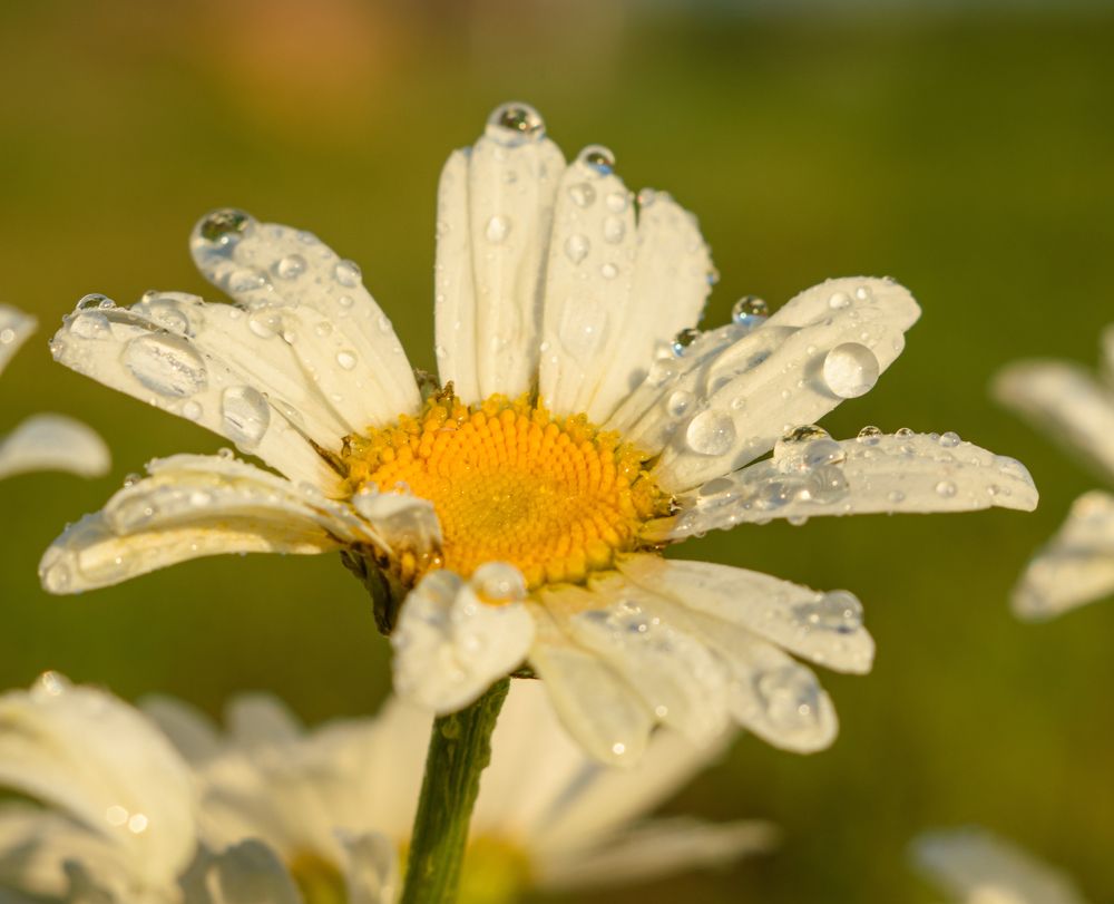 Photograph by Ирина Корнева