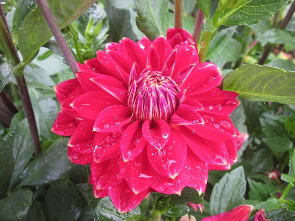 Фотография автора Георгий Самусевич