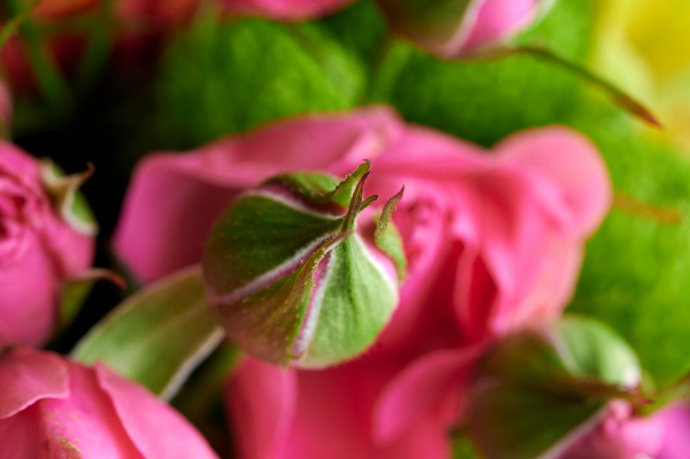 Photograph by Сергей Анисимов