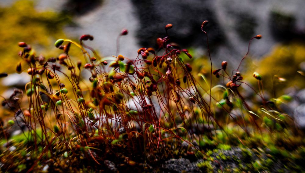 Photograph by Yrii Usoltsev