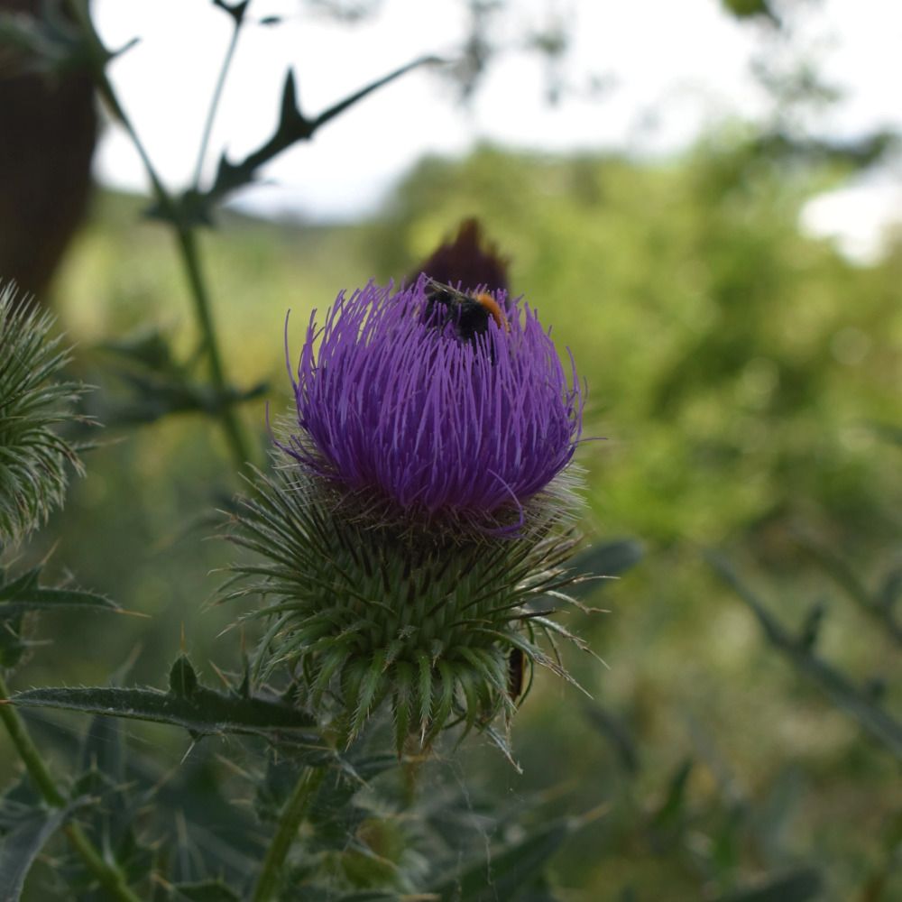 Photograph by Елена Максимовна
