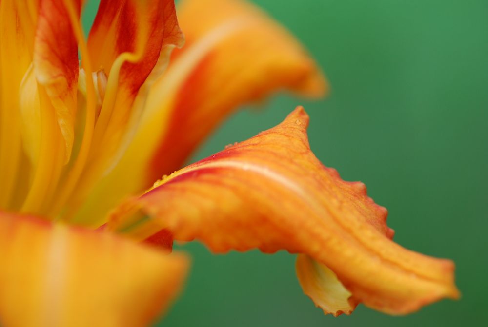 Photograph by Оксана Трофименко