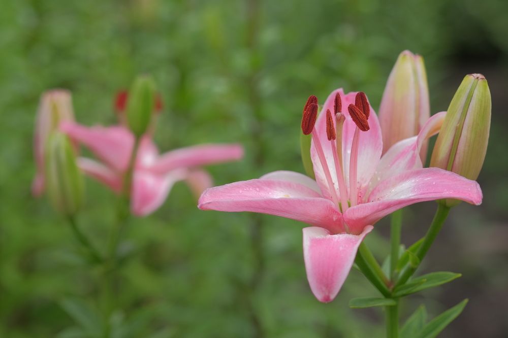 Фотография автора Антон Великий