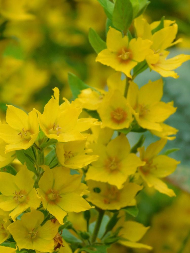 Photograph by Татьяна Колчанова