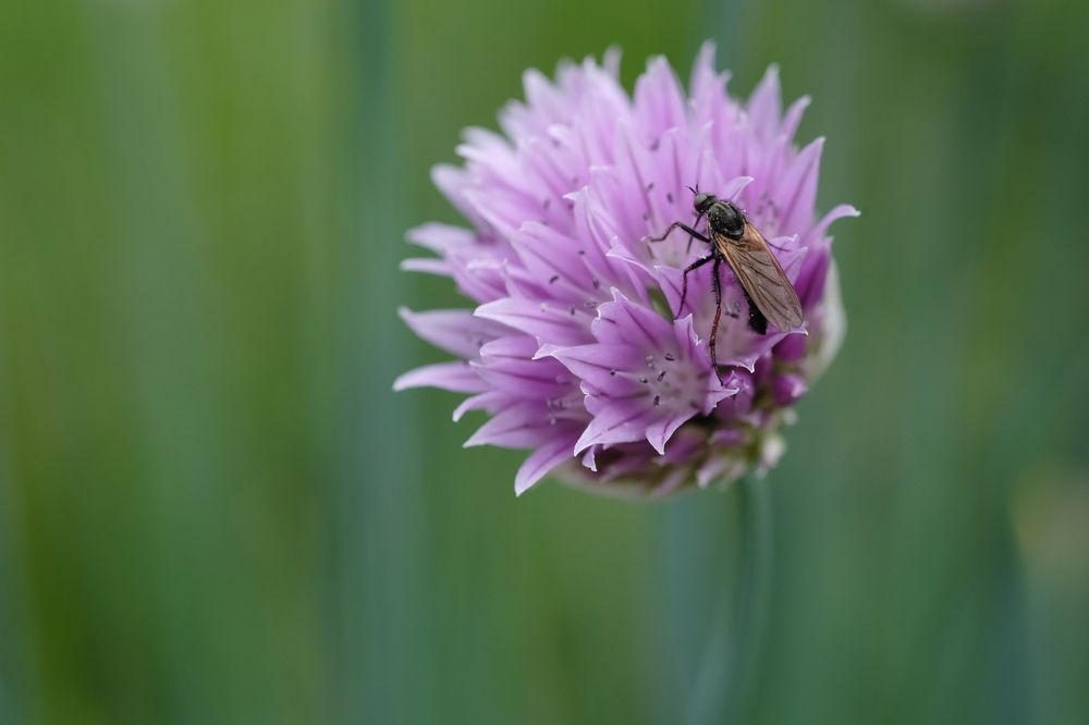 Фотография автора Антон Великий