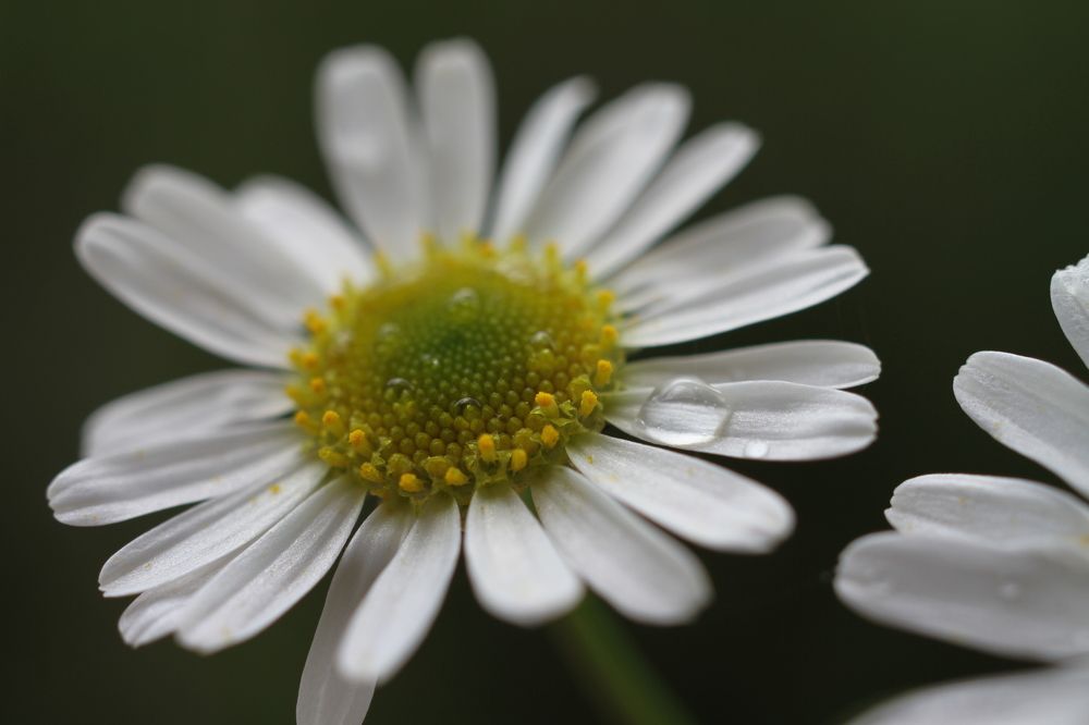 Photograph by Наталья Алексеева