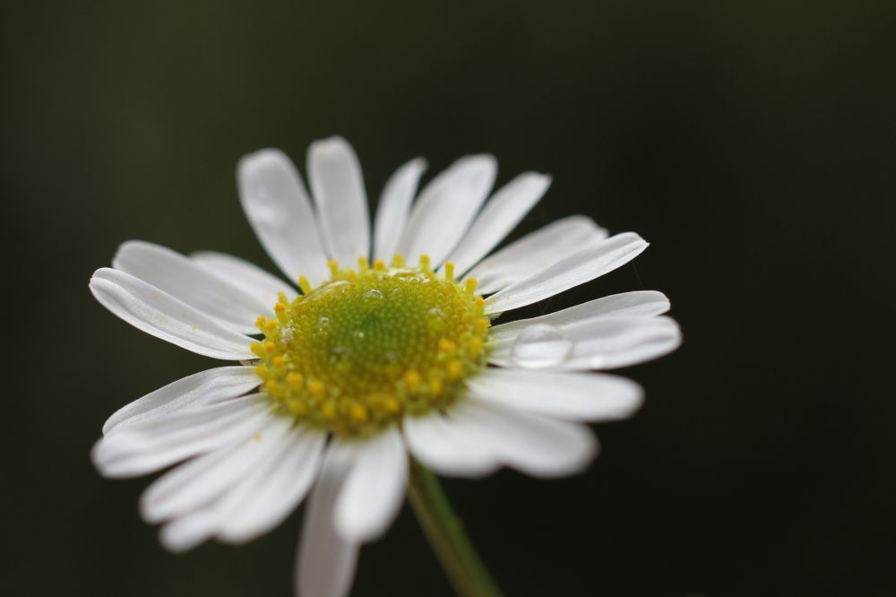 Photograph by Наталья Алексеева