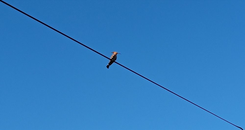 Фотография автора Hormat Alakbarova