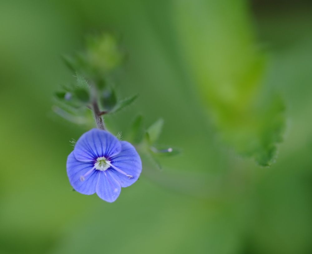 Фотография автора Антон Великий