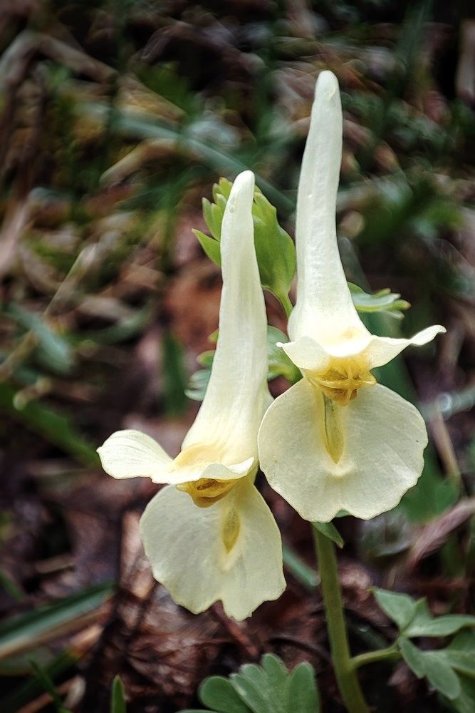 Photograph by Алина Эбель