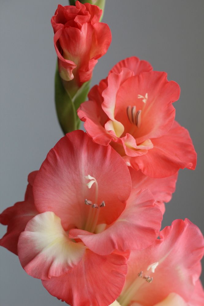 Photograph by Козлова Ольга