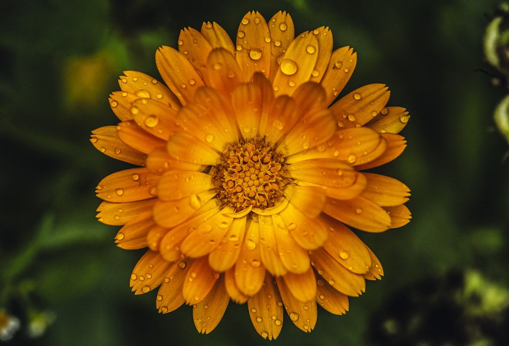 Photograph by Leanid Kulpo