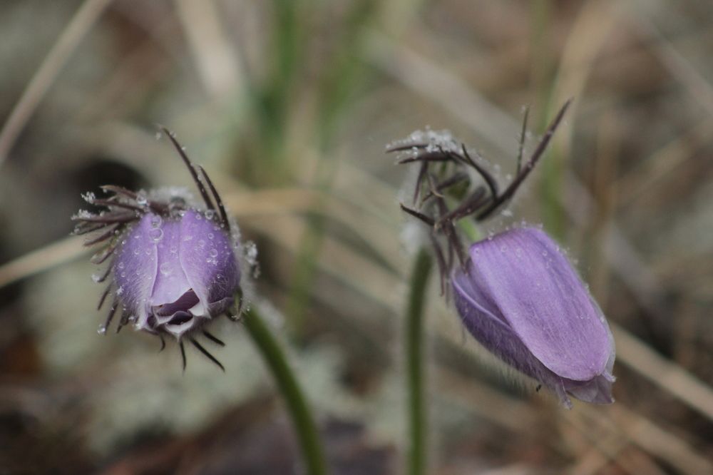 Photograph by Александра Почечуева