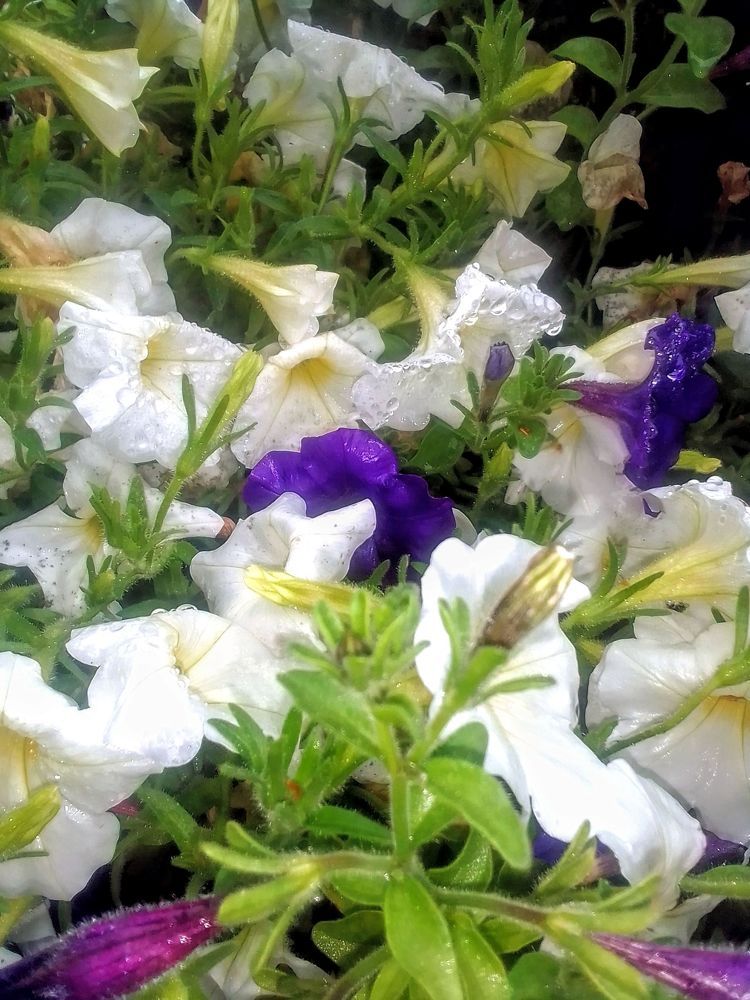 Photograph by Irina Mihailovskaya