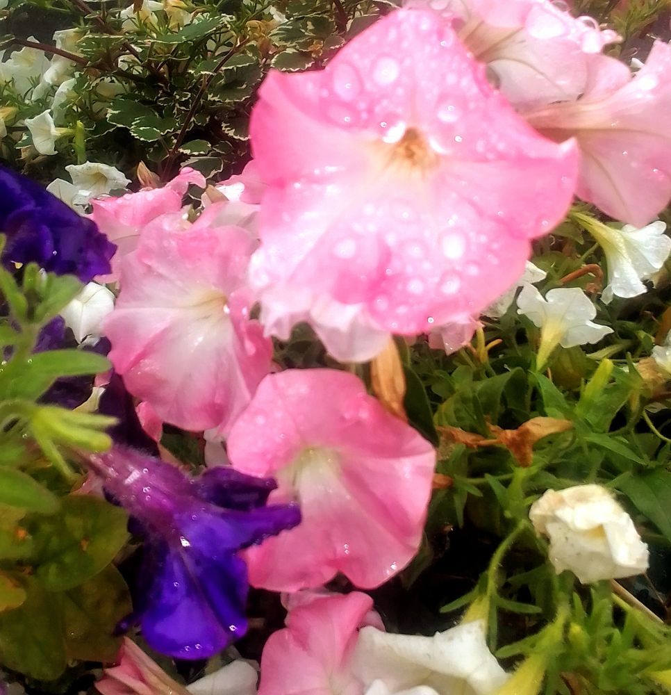 Photograph by Irina Mihailovskaya