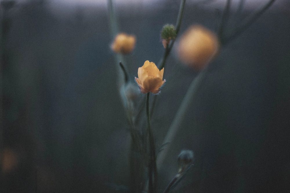 Photograph by Алексей Коротеев