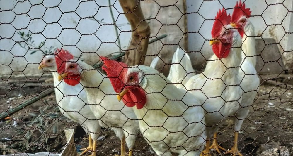 Фотография автора Yacine Meksi