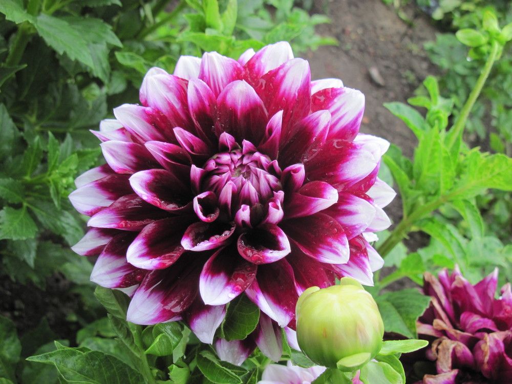 Фотография автора Георгий Самусевич