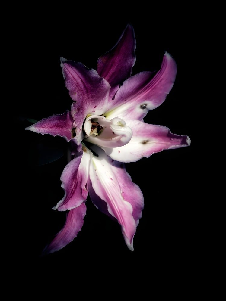 Photograph by Александра Кропивка