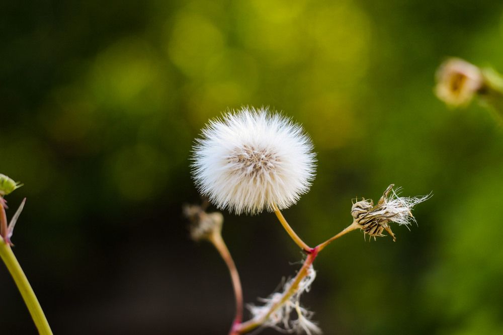 Photograph by Amin Jamei