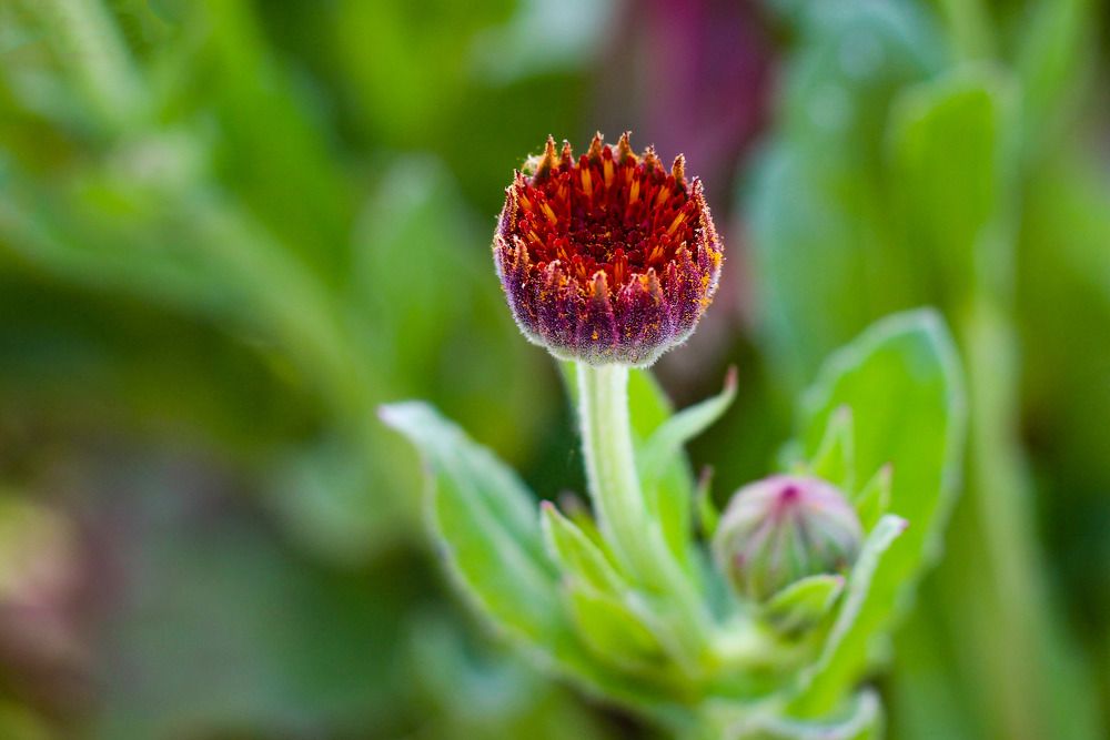 Photograph by Amin Jamei