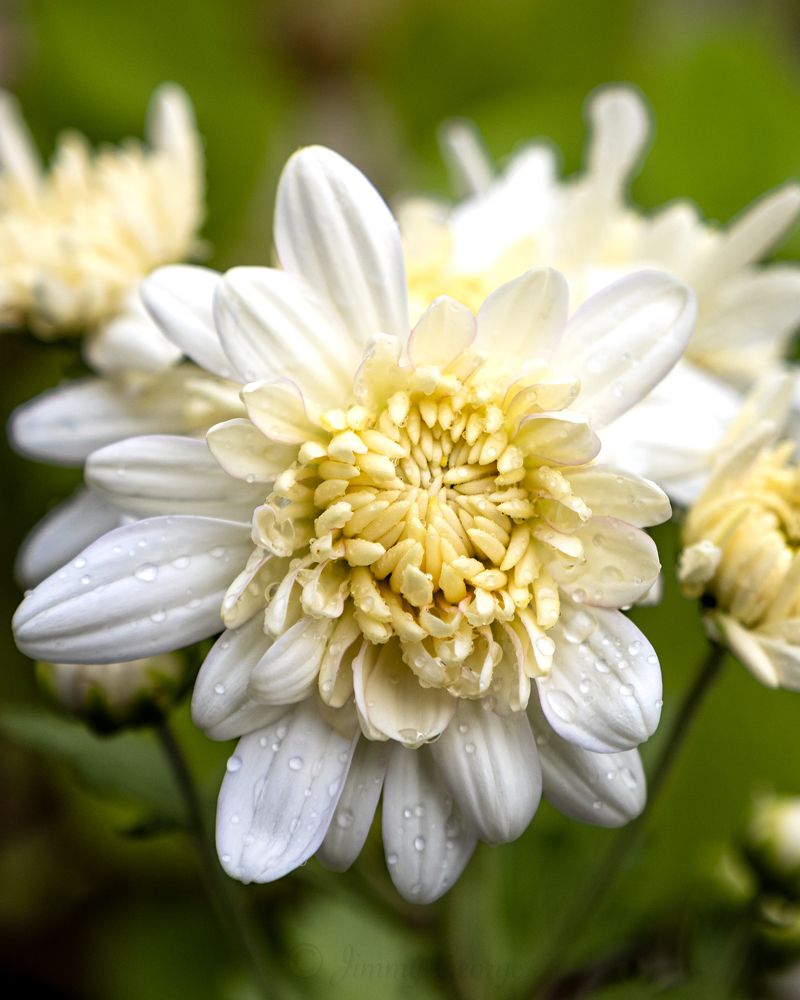 Photograph by Jimmy George