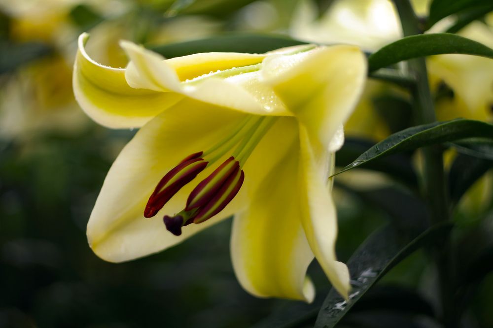 Нежная лилия.