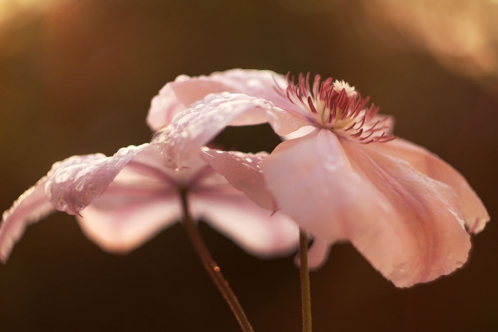 Нежно розовые цветы.