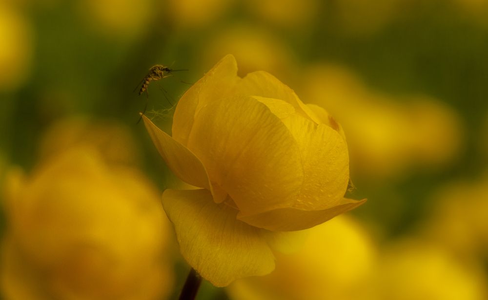 Photograph by Алексей Широбоков