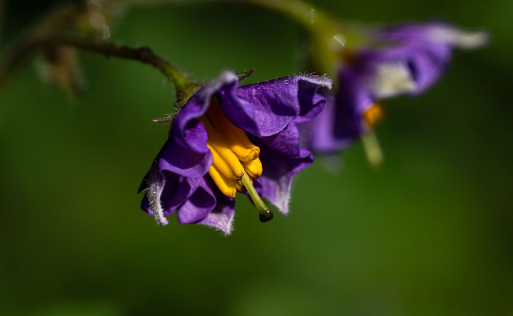 Photograph by Алексей Широбоков