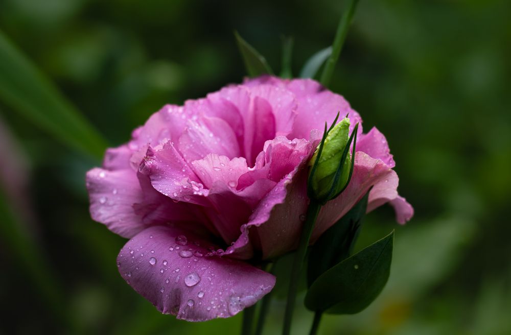 Photograph by Алексей Широбоков