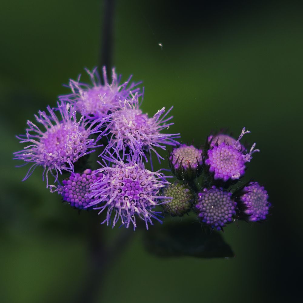 Фотография автора Debapriya Dasgupta