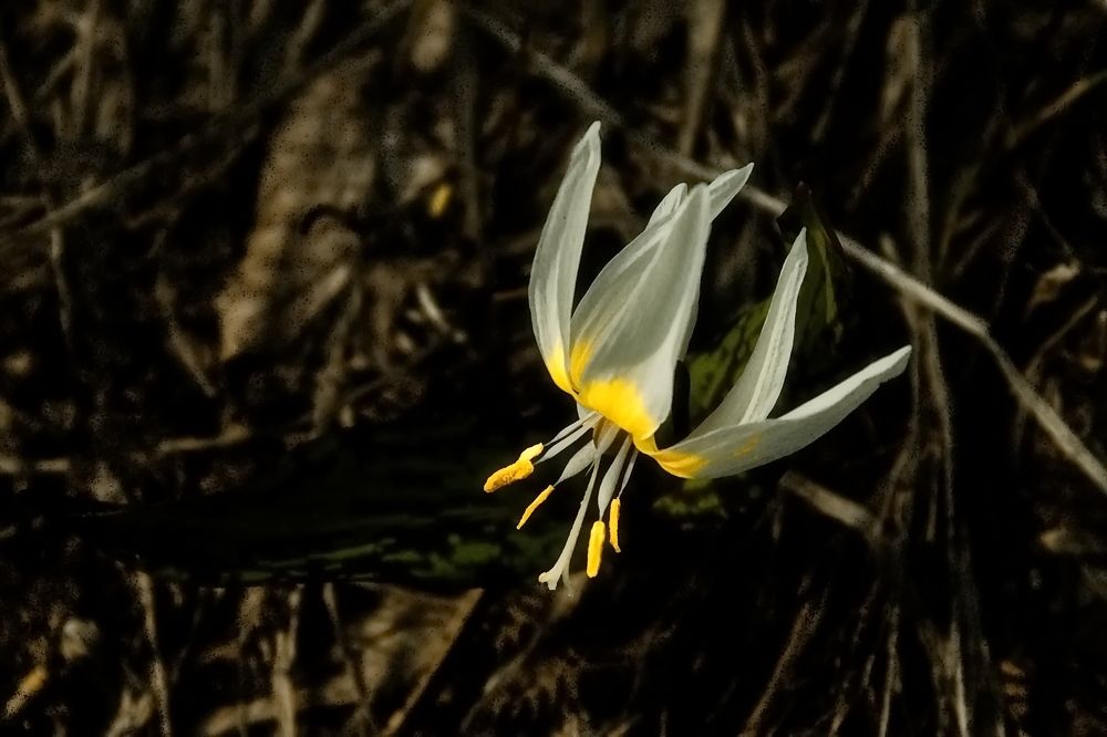 Photograph by Roman Popov