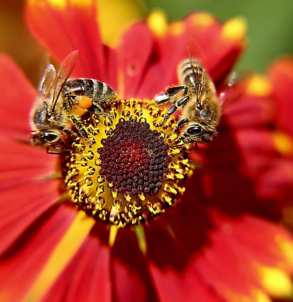 Photograph by Александр Лазебник